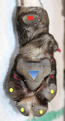 <p>In yellow</p><p>on the palmar and plantar surfaces of the phalanges</p>