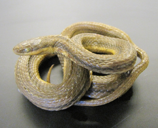 <p>Common name, Family, Scientific Name?</p>