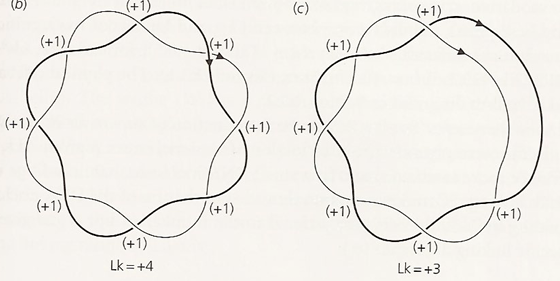 <ul><li><p><span>Es una <strong>magnitud topológica (matemática)</strong></span></p></li><li><p><span><strong>Solo toma valores enteros</strong> (nunca decimales; es un invariante topológico discreto)</span></p></li><li><p><span>Por convenio toma valores <strong>positivos (</strong></span><span style="line-height: 1.15;"><strong>+</strong></span><span><strong>)</strong> al girar a derechas y <strong>negativos (</strong></span><span style="line-height: 1.15;"><strong>-</strong></span><span><strong>)</strong> al girar a izquierdas</span></p></li><li><p><span>En una molécula circular covalentemente cerrada, <strong>el valor de </strong></span><span style="line-height: 1.15;"><strong>L</strong></span><strong> es constante e invariable</strong> a menos que se rompan enlaces covalentes fosfodiéster</p></li></ul><p></p>