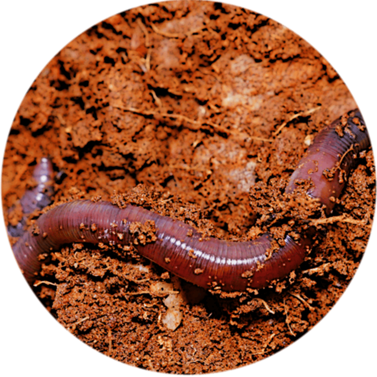 <p>feed on detritus and the decomposing products of organisms</p>