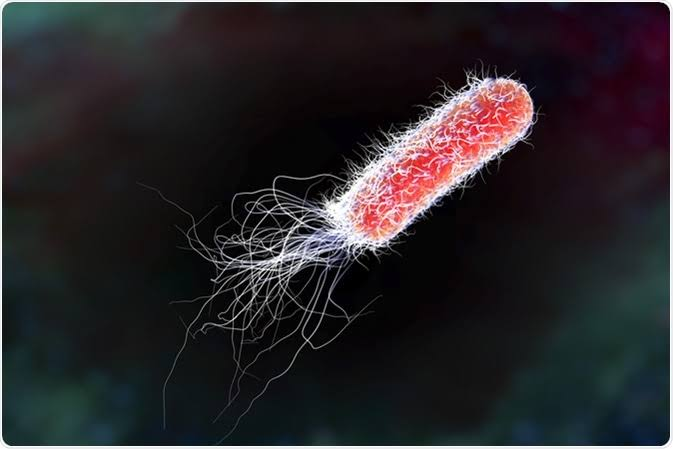 <p>single rod with protruding flagella</p><p>example: salmonella typhi</p>
