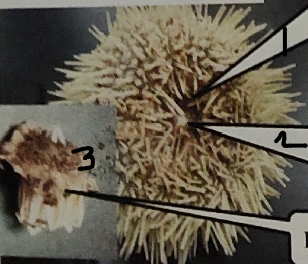 <p>point 2 on this sea urchin</p>