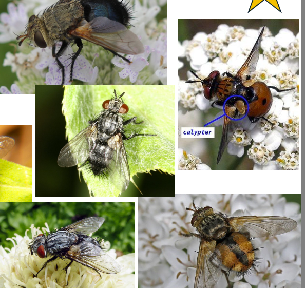 <p>large stout erect bristles on abdomen</p>