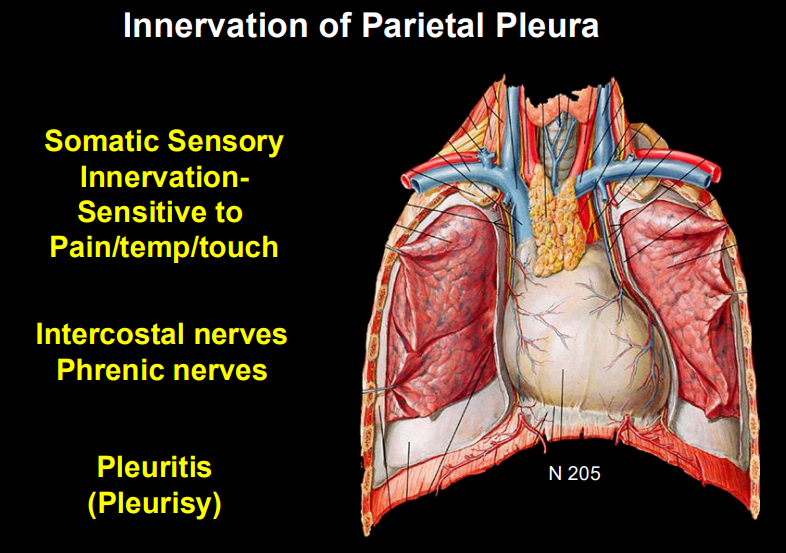 <ul><li><p>somatic sensory innervation (sensitive to pain, temp, touch) </p></li><li><p>somatic nerves (intercostal nerves & phrenic nerves)</p></li></ul><p></p>