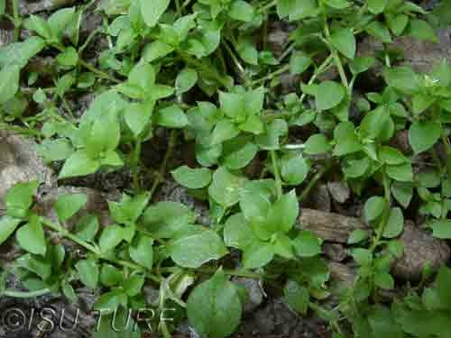 <p>Identify the weed</p>