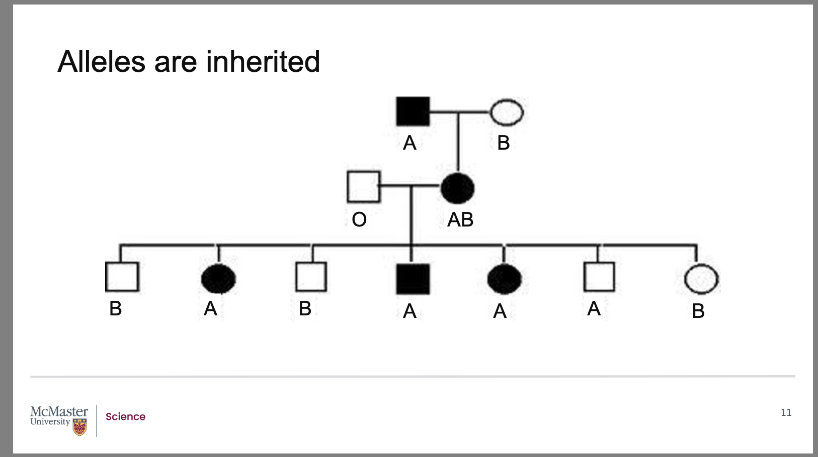 <p><strong>A:</strong></p><ul><li><p>A person’s <strong>blood type</strong> is determined by the <strong>alleles they inherit</strong> for the <strong>ABO gene</strong></p></li><li><p>The <strong>ABO locus</strong> has <strong>three main alleles</strong>:</p><ul><li><p><strong>A</strong></p></li><li><p><strong>B</strong></p></li><li><p><strong>O</strong></p></li></ul></li><li><p>Each person inherits:</p><ul><li><p><strong>One ABO allele from each parent</strong></p></li><li><p>Resulting in <strong>two allele copies total</strong></p></li></ul></li><li><p>The <strong>combination of these two alleles</strong> determines an individual’s <strong>specific blood type</strong></p></li><li><p>Blood type differences are therefore:</p><ul><li><p><strong>Genetically inherited</strong></p></li><li><p>Based on <strong>allelic variation at a single gene locus</strong></p></li></ul></li></ul><p><span data-name="check_mark_button" data-type="emoji">✅</span> <strong>Memory tip:</strong></p><figure data-type="blockquoteFigure"><div><blockquote><p>ABO blood type = which 2 alleles you inherit at the ABO locus</p></blockquote><figcaption></figcaption></div></figure><p></p>