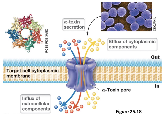 <ul><li><p>Cell destruction in <em>Staph. aureus</em> skin infections is mediated by α-toxin (α-hemolysin), a pore-forming cytotoxin that disrupts membrane integrity</p></li><li><p>This leads to uncontrolled efflux of cytoplasmic contents and influx of extracellular molecules, leading to cell lysis; accumulation of dead cells in the area forms pus</p></li><li><p>These infections are treated with antibiotics and often require drainage to remove pus</p></li></ul><p></p>