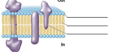 <p>What is the name of the chemical linkage between the hydrophobic and hydrophilic group in bacterial membrane?</p>