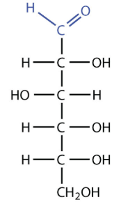 <p>Aldohexoses </p>