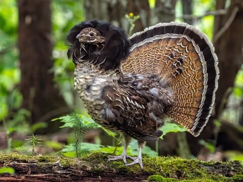 <p>What is the Scientific Name of the Ruffed Grouse? (GS)</p>