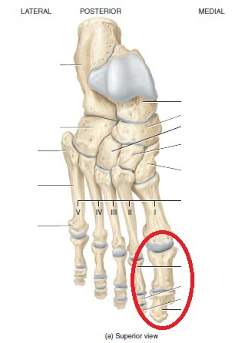 <p>big toe</p>