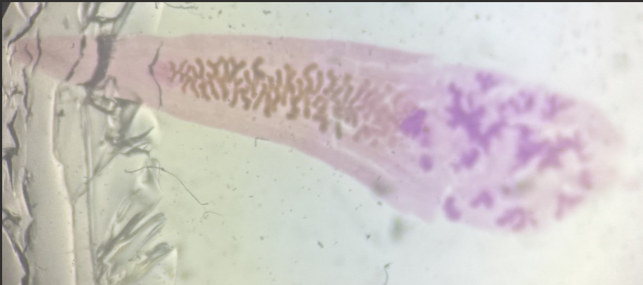<p>What phylum and class is this?</p>