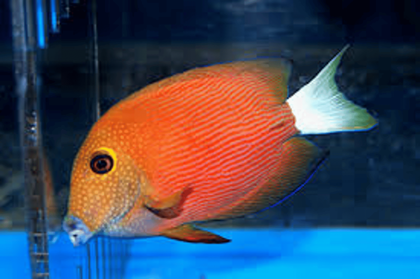 <p>Ctenochaetus flavicauda</p>