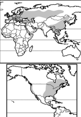 <p>Infraclass Eutheria</p><p>Order: Eulipotyphla</p><p>Family Talpidae</p><p>true moles!!</p><p><span>insectivores</span></p>