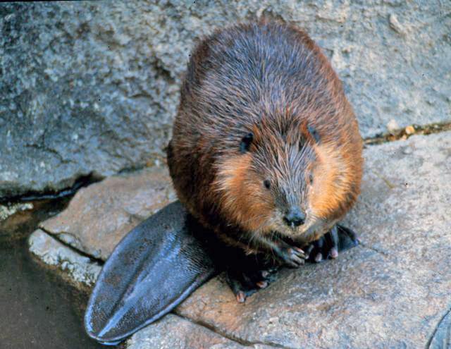 <p>Common Name: American beaver</p><p>*Must know skull</p>