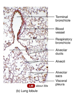 <p>Trachea</p><ul><li><p> semi-rigid pipe of semi-circular cartilaginous rings, anterior to the esophagus. extends from the larynx into the mediastinum where it divides into right and left primary (1o, “mainstem”) bronchi.</p></li></ul><p>It is composed of 4 layers:</p><ul><li><p>a mucous secreting epithelium: mucosa</p></li><li><p>three layers of CT (submucosa, hyaline cartilage, and adventitia)</p></li></ul><p>Tracheal cartilage rings are incomplete posteriorly, facing the esophagus.</p><ul><li><p>Esophageal masses can press into this soft part of the trachea and make it difficult to breath, or even totally obstruct the airway</p></li></ul><p>Primary (1o or “mainstem”) bronchi</p><ul><li><p>emerge from the inferior trachea at the carina</p></li><li><p>go to the lungs, situated in the right and left pleural cavities</p></li></ul><p>1o bronchi divide to form 2o (supply lobes) and 3o bronchi (supply segments) of each lung.</p><ul><li><p>3o bronchi divide into bronchioles</p><ul><li><p>branch through about 22 more divisions</p></li><li><p>The smallest are the terminal bronchioles.</p></li></ul></li></ul><p>As bronchi and bronchioles branch and become smaller. </p><ul><li><p>mucous membrane changes from columnar to cuboidal </p></li><li><p>cartilaginous rings become more sparse, and eventually disappear altogether. </p></li><li><p>Smooth muscle increases.</p><ul><li><p>Sympathetic stimulation: airway dilation</p></li><li><p>Parasympathetic stimulation: airway constriction</p></li></ul></li></ul><p></p>