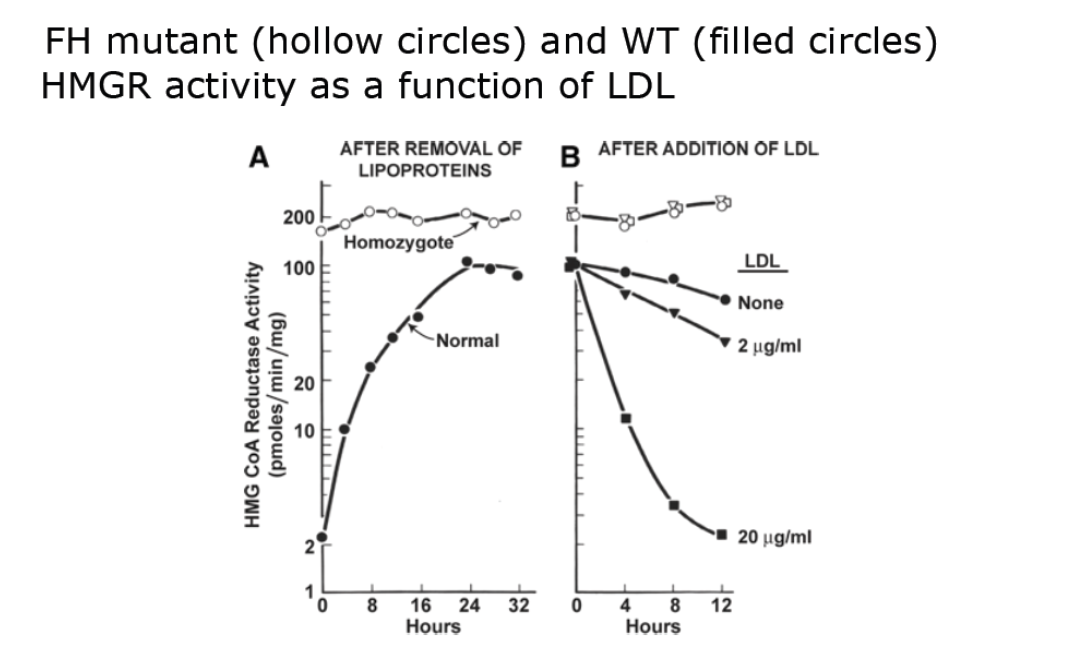 <p>The HMGR enzyme of FH individuals lacks normal down-regulation by LDL.</p><p></p><p>THIS HYPOTHESIS WAS WRONG!!!</p>