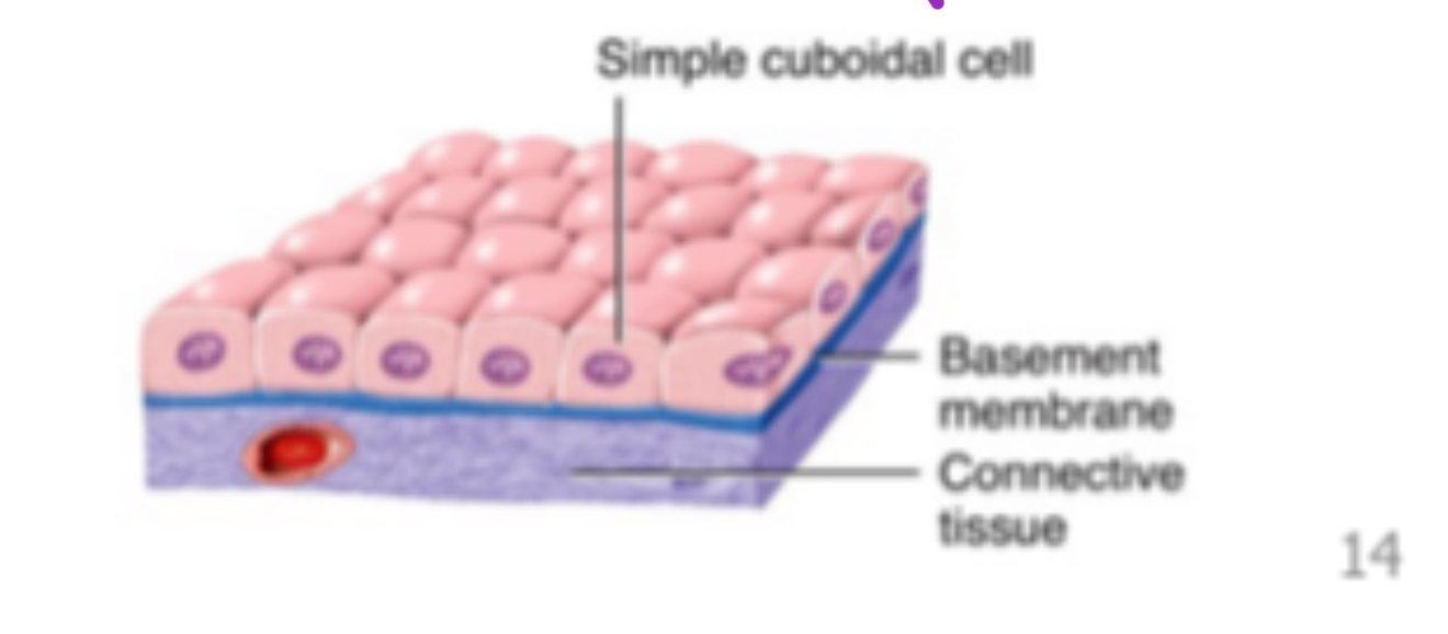 <ul><li><p><span>Simple Cuboidal Epithelium =</span></p></li></ul><p></p>