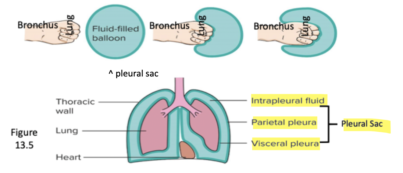 <p>Intrapleural sac, parietal pleaura, visceral pleura</p><p>Intrapleural sac is very thin, has few mL of fluid that reduces friction</p>