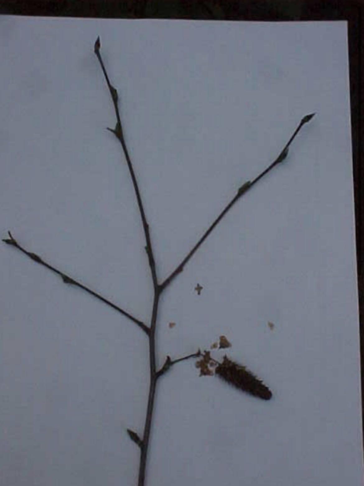 <p>What is this branch?</p>