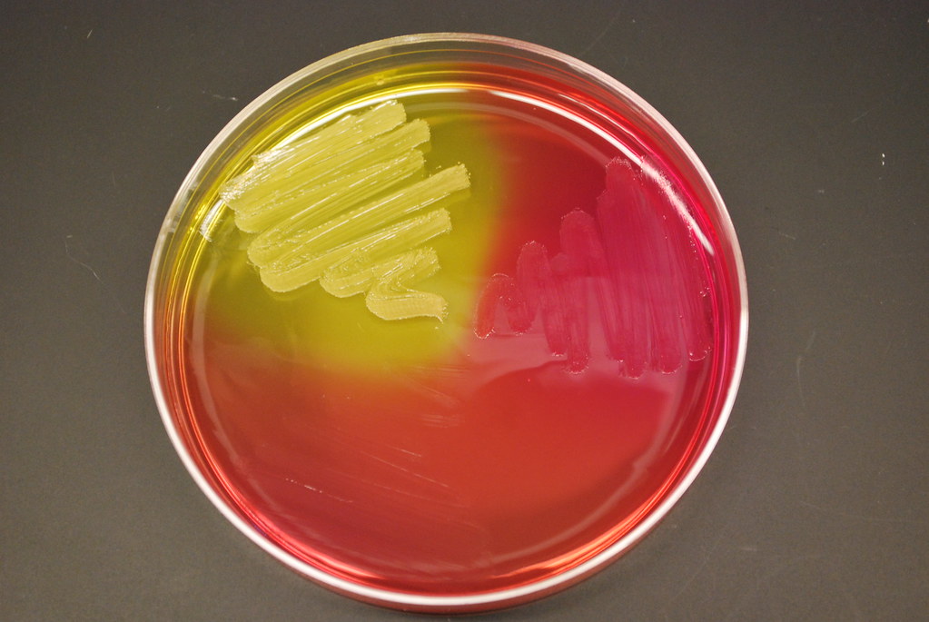 <p>Is Mannitol Salt Agar defined or undefined medium? Differential, selective, or both? </p>