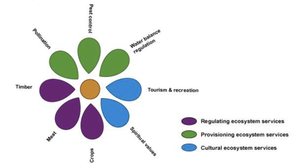 <p>The benefits people obtain from ecosystems</p><p>Include things like: pollination, pest control, water balance regulation, tourism and recreation, timber, meat, and crops</p>