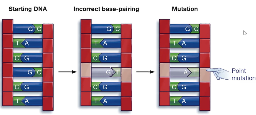 <p>UV ______ can penetrate living cells and alter the structure of a DNA molecule. The resulting structural alteration is called a _____ ________.</p>
