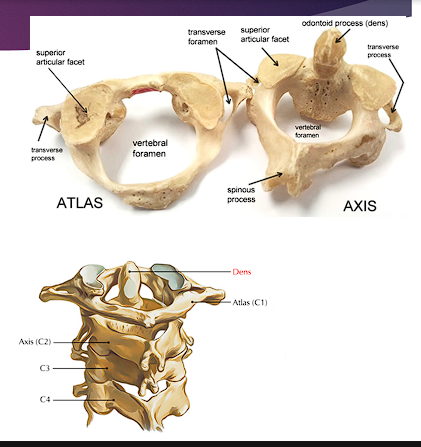 <ul><li><p><span style="color: red;">Atypical</span></p></li><li><p>Supports the skull, allows <span style="color: red;">nodding movement</span></p></li><li><p>Articulates with the skull (occipital condyles)</p></li><li><p>Ring, kidney shaped</p></li><li><p><span style="color: red;">LACKS spinous process and body</span></p></li><li><p>Nod up and down</p></li></ul><p></p>