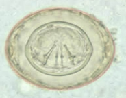 <p>Egg has thin inner and outer shell with polar filaments between shells</p>