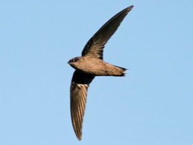 <p>Species, family, order?</p>