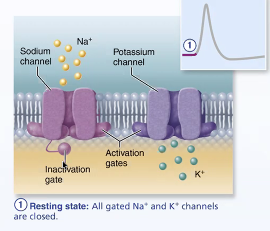 <p>Resting state</p>
