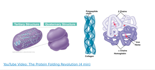 <p><span style="background-color: transparent; font-family: "Times New Roman", serif;">quaternary protein structure</span></p>