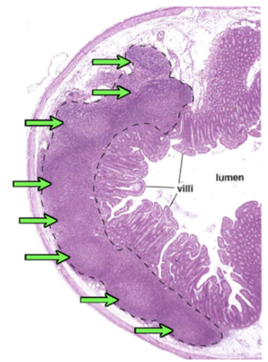 <p>Identify the structure</p>