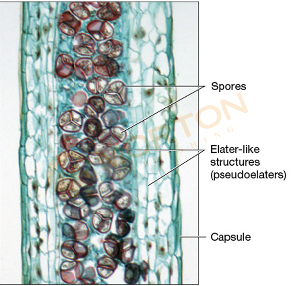 <p>A type of hornwort. The haploid spores are stores inside the diploid capsules.</p>