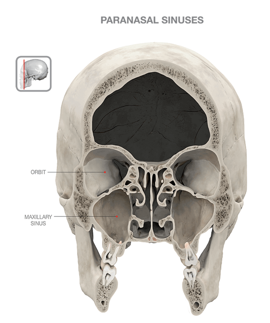 <p>Maxillary antrum</p>