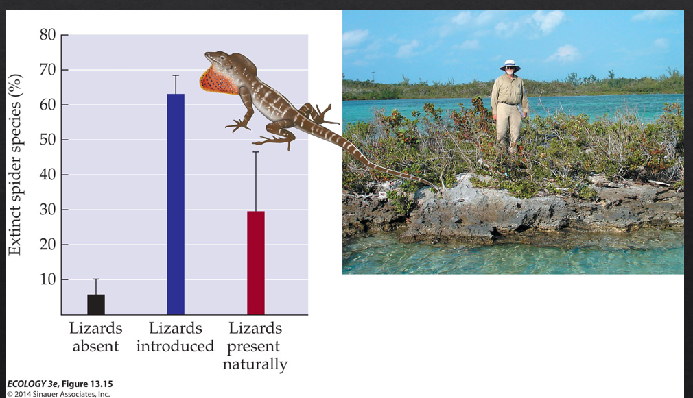 <p>Lizards that are introduced artificially can be strong enough predators to wipe out the spiders that they feed on completely. </p><p>Anything that the spiders would have controlled is now released.</p><p>This is an example of top down control.</p>