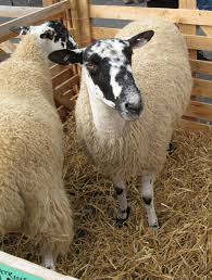 <p>What is the name of this breed?</p>