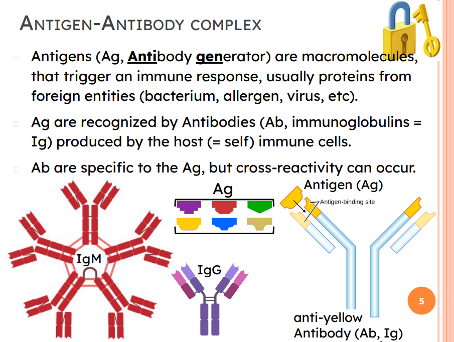 <ul><li><p>Antigens (Ag, Antibody generator) are macromolecules, that trigger an immune response, usually proteins from foreign entities (bacterium, allergen, virus, etc).</p></li><li><p>Ag are recognized by Antibodies (Ab, immunoglobulins = Ig) produced by the host (= self) immune cells.</p></li><li><p>Ab are specific to the Ag, but cross-reactivity can occur.</p></li></ul><p></p>