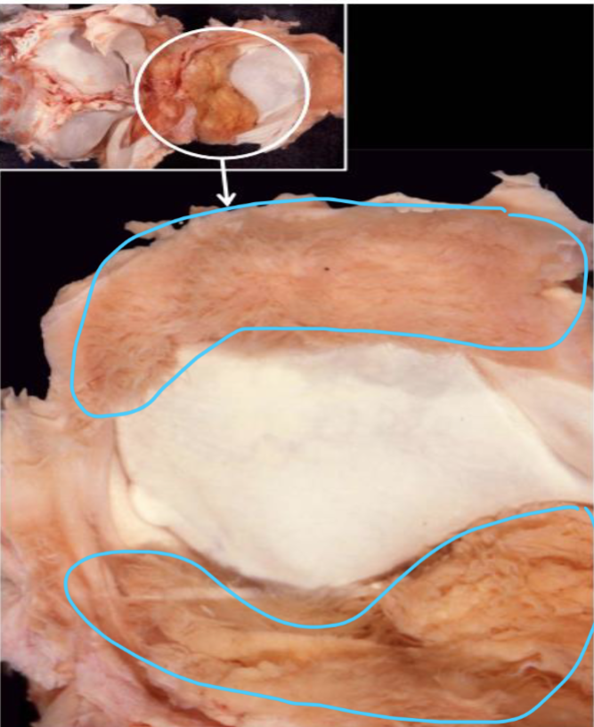 <p>what is this and desribe it </p>