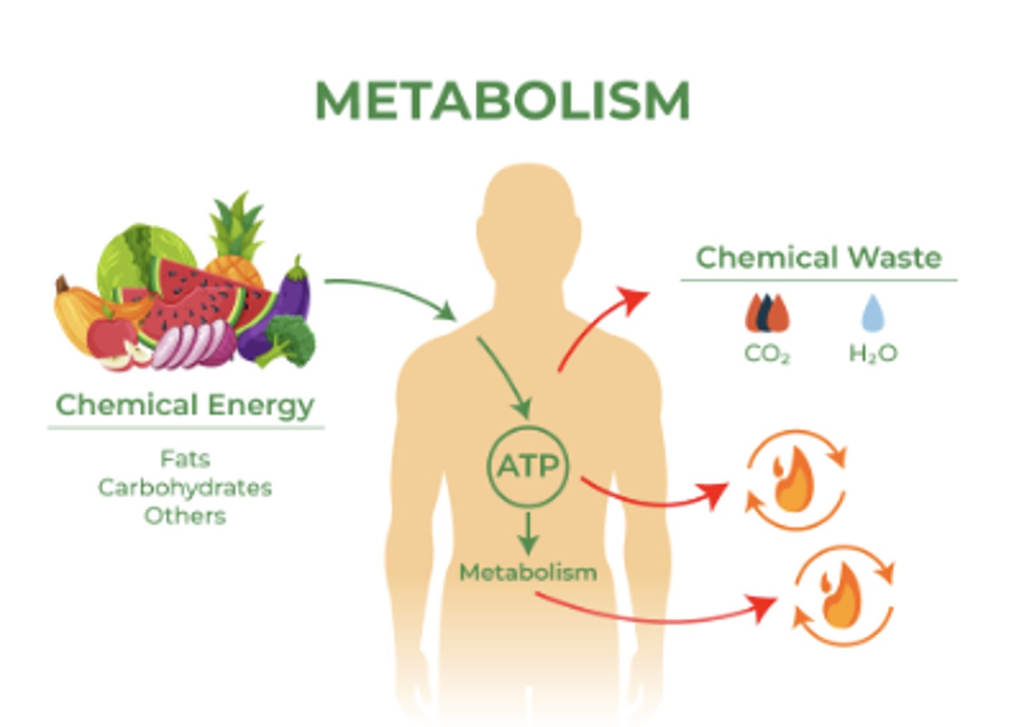 <p>• regulate metabolism</p><p>• high levels increase activity</p><p>• low levels increase lethargy</p>