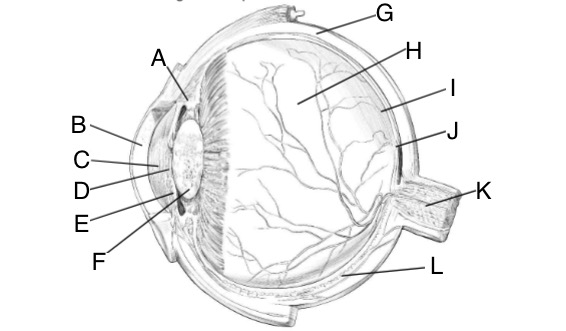 <p>Identify C and describe function</p>