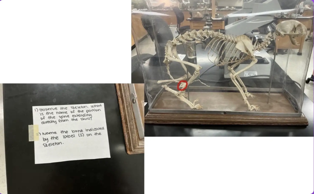 <p>Name the bone indicated by the label 2 on the skeleton</p>