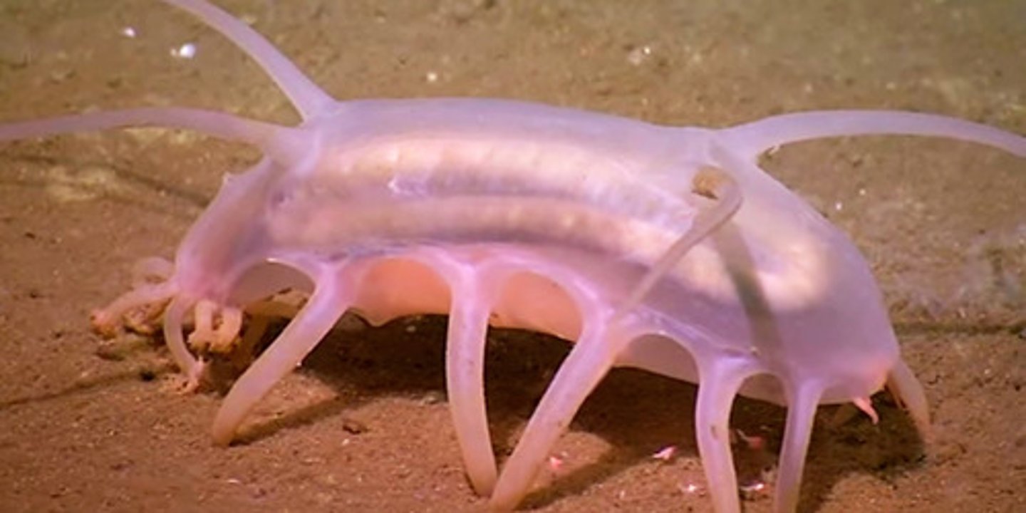<p>Sea pigs are this kind of feeder, eating by removing organic particles from the deep-sea mud.</p>