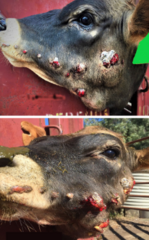 <p>- Associated with penetrating lesion (i.e. opportunistic infection)</p><p>- Pyogranulomatous soft-tissue lesions (commonly on the head)</p><p>- Administer IV sodium iodine</p>