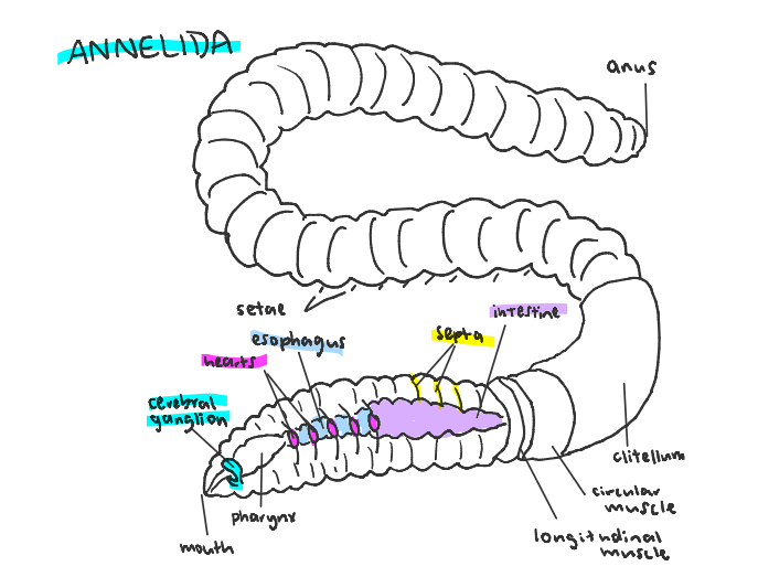 <p>segmented worms</p>