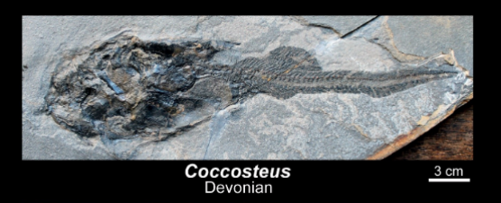 <ul><li><p>devonian </p></li></ul><p></p>
