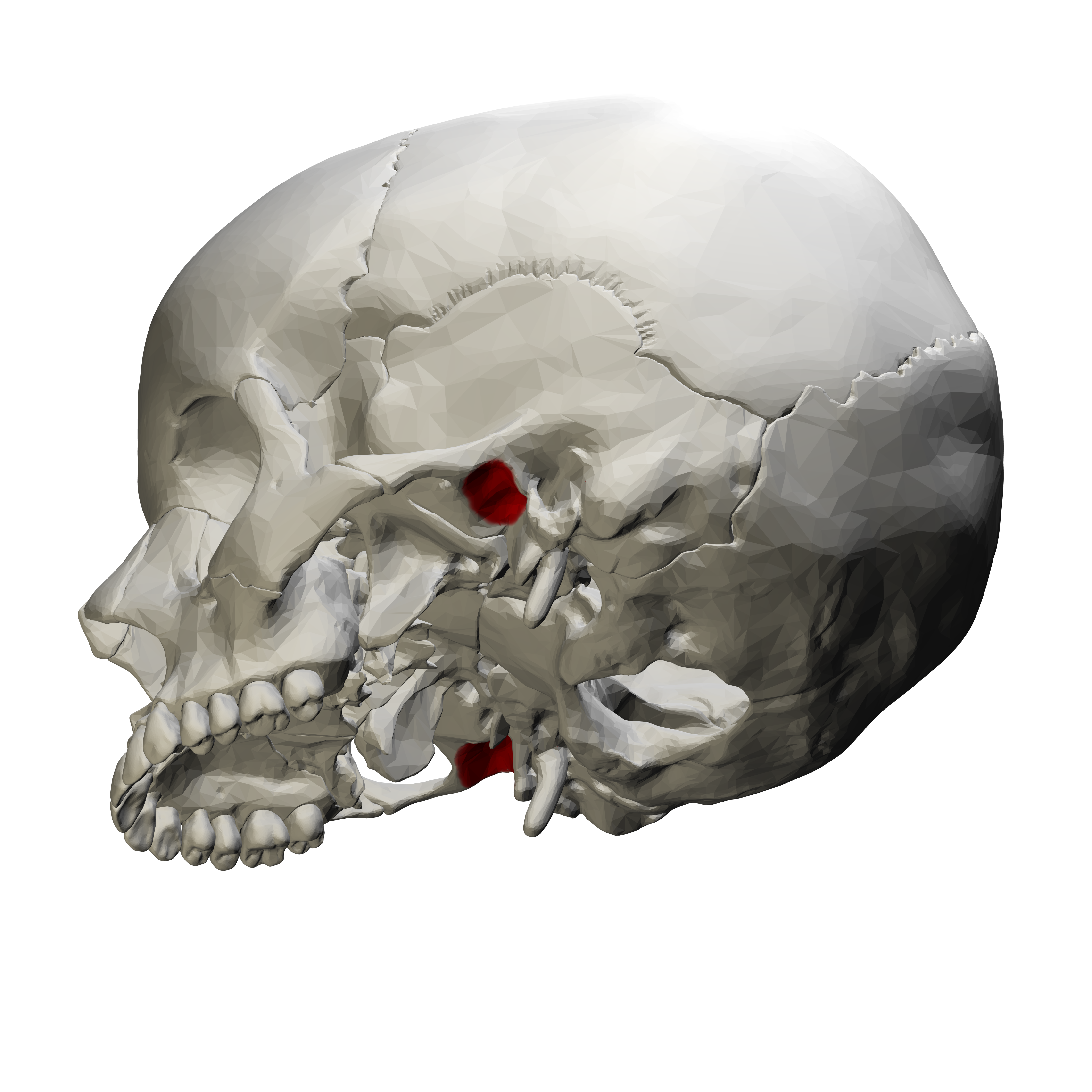 <p>Part of the temporal bone. Location of the TMJ</p>