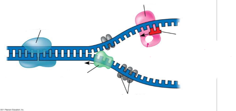 <p>(DNA REPLICATION) <strong><u>Getting Started</u></strong></p><ul><li><p>Label the diagram of DNA replication.</p></li></ul><p></p>