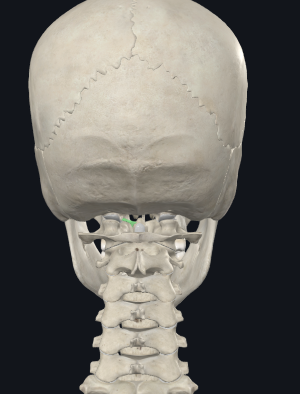 <p>pair of fibrous cords in the upper neck</p>