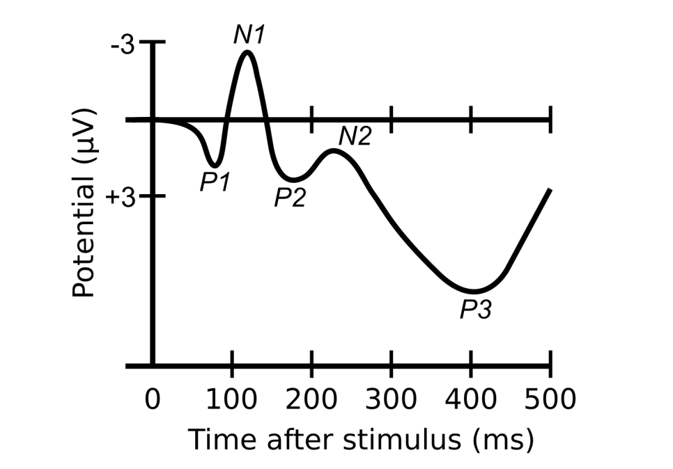 <ul><li><p>Waveforms can be divided into components, characteristic portions of the wave linked to certain psychological process. </p></li><li><p>Components: a letter &amp; a subscript number. </p></li><li><p>The letter is a P or an N to denote whether the deflection of the electrical signal is positive or negative. </p></li><li><p>The number shows, the order of events or how many milliseconds after the stimulus the component appears.</p></li></ul><p></p>